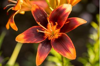 Lilium, Lily Forever Susan