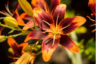 Lilium, Lily Forever Susan