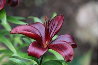 Lilium, Lily Mapira
