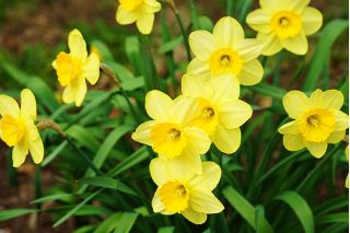 Narcissus Baby Moon - Daffodil Baby Moon - 5 ดวง
