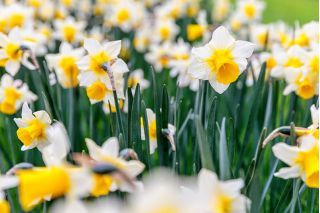 Narcissus Golden Echo - Daffodil Golden Echo - 5 lampu