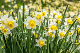 Narcissus Golden Echo - Daffodil Golden Echo - 5 lampu