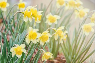 Narcissus Golden Echo - Daffodil Golden Echo - 5 lampu