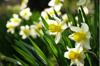 Narcissus Golden Echo - Daffodil Golden Echo - 5 lampu