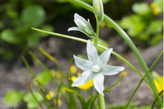 Aftonstjärna - paket med 10 stycken - Ornithogalum Nutans