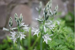 Aftonstjärna - paket med 10 stycken - Ornithogalum Nutans