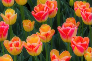 Tulipa Candy Corner - Tulip Candy Corner - 5 bulbs