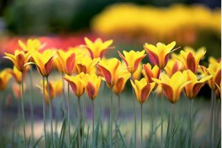 郁金香Chrysantha  - 郁金香Chrysantha  -  5个电洋葱 - Tulipa Chrysantha