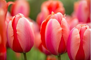 Tulipán Dragon King - csomag 5 darab - Tulipa Dragon King