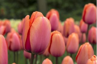 Tulipán Dragon King - csomag 5 darab - Tulipa Dragon King