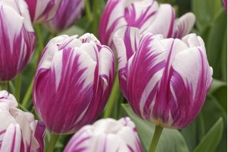 Tulipa Flaming Club - paquete de 5 piezas