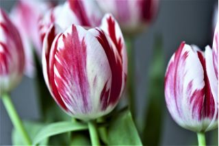 Tulipa Flaming Club - paquete de 5 piezas
