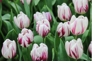 Tulipa Flaming Flag - paquete de 5 piezas
