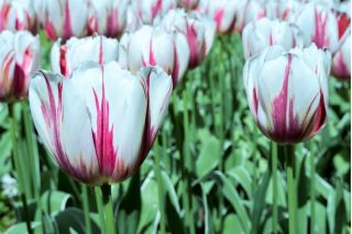 Tulipa Flaming Flag - paquete de 5 piezas