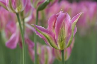 Floros Tulipa - Lale Floros - 5 soğan - Tulipa Florosa