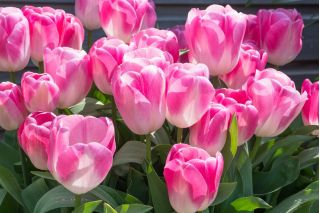 Tulipan Innuendo - pakke med 5 stk - Tulipa Innuendo