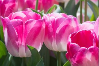 Tulipan Innuendo - pakke med 5 stk - Tulipa Innuendo