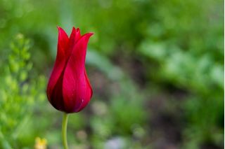 Tulipan Lasting Love - pakke med 5 stk - Tulipa Lasting Love