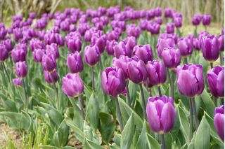 Tulipa Bold  - 郁金香大胆 -  5个洋葱 - Tulipa Negrita