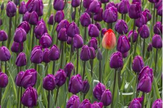 Tulipa Bold  - 郁金香大胆 -  5个洋葱 - Tulipa Negrita