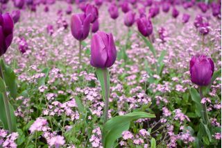 Tulipa Bold  - 郁金香大胆 -  5个洋葱 - Tulipa Negrita