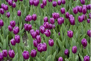 Tulipa Bold  - 郁金香大胆 -  5个洋葱 - Tulipa Negrita