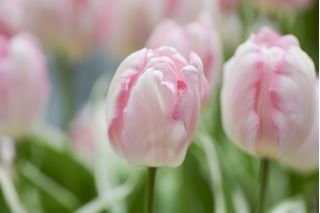 Tulpansläktet Rejoyce - paket med 5 stycken - Tulipa Rejoyce