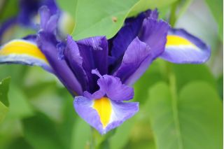 Iris hollandica, Holländische Schwertlilie Purple Sensation - 10 Zwiebeln