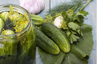 Cetriolo - Śremski F1 - Semi confettati - Freschezza succosa, resa elevata