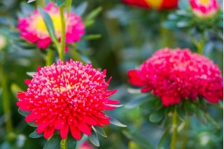 Reine Marguerite - Pompon - Rouge - Callistephus chinensis - Parfait pour les bordures estivales et les contenants - Graines fraîches