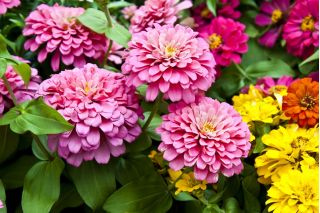 Suurikukkainen sinnia "Super Yoga" - 120 siementä - Zinnia elegans dahliaeflora - siemenet