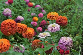 Suurikukkainen sinnia "Super Yoga" - 120 siementä - Zinnia elegans dahliaeflora - siemenet