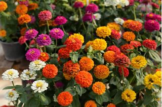 Suurikukkainen sinnia "Super Yoga" - 120 siementä - Zinnia elegans dahliaeflora - siemenet