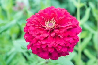 Suurikukkainen sinnia "Super Yoga" - 120 siementä - Zinnia elegans dahliaeflora - siemenet