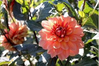 Dalia del giardino "Diablo" - 120 semi - Dahlia variabilis