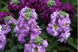 Garten-Levkoje 'Excelsior' - violett-blau