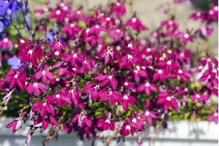 Lobélie érine à liseret rouge carmin, lobélie de jardin - 3200 graines - Lobelia erinus