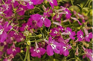 Lobélie érine à liseret rouge carmin, lobélie de jardin - 3200 graines - Lobelia erinus