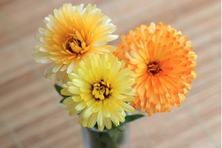 Maravilla olla enana - 240 semillas - Calendula officinalis