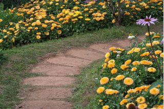 Maravilla olla enana - 240 semillas - Calendula officinalis