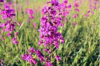 Klibbig fågelfluga - sortblandning - 5100 frön - Lychnis viscaria