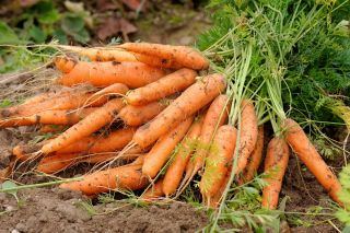 Carota - Berlicum 2 - Semi a nastro - Dolce e robusta, consistenza vellutata