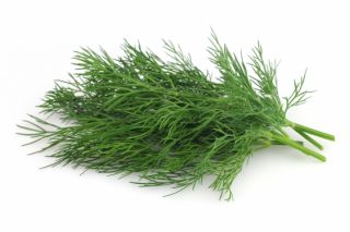 Garden dill "Bouquet" - for pot cultivation - COATED SEEDS - 300 seeds