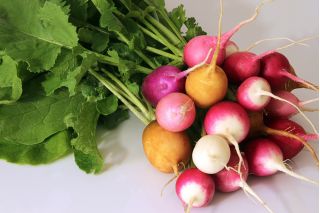 Radish variety mix - round roots - SEED TAPE