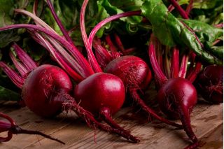 Rote Rüben, Bete 'Napoleon'- frühe, gleichmäßig gefärbte Sorte