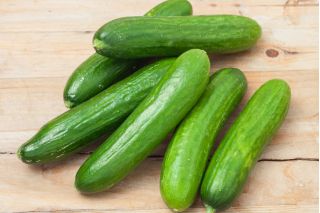 Pepino - Orion F1 - invernadero - 35 semillas - Cucumis sativus