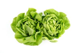 Butterhead lettuce "Nochowska" - ideal for sandwiches - 1800 seeds