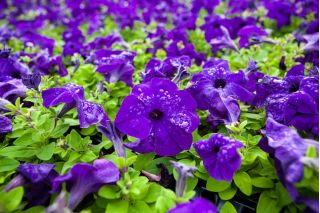 Синя петуния "Каскада" "Суперкаскадия" - 12 семена - Petunia x hybrida pendula