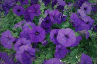 Синя петуния "Каскада" "Суперкаскадия" - 12 семена - Petunia x hybrida pendula