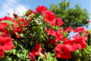 Red petunia "Cascade" -  "Superkaskadia" - 12 seeds